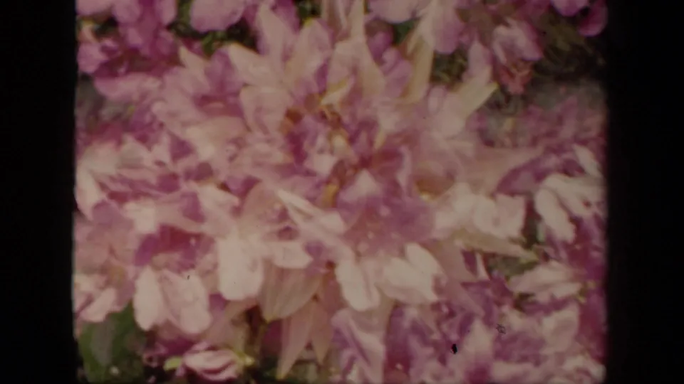 1941 New York home-movie frame with a pale pink flower cluster, green background detail, and dark vertical film borders.