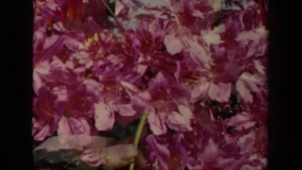 1941 New York 8mm frame showing saturated purple blossoms, pale petals, and overlapping floral shapes from a superimposed effect.
