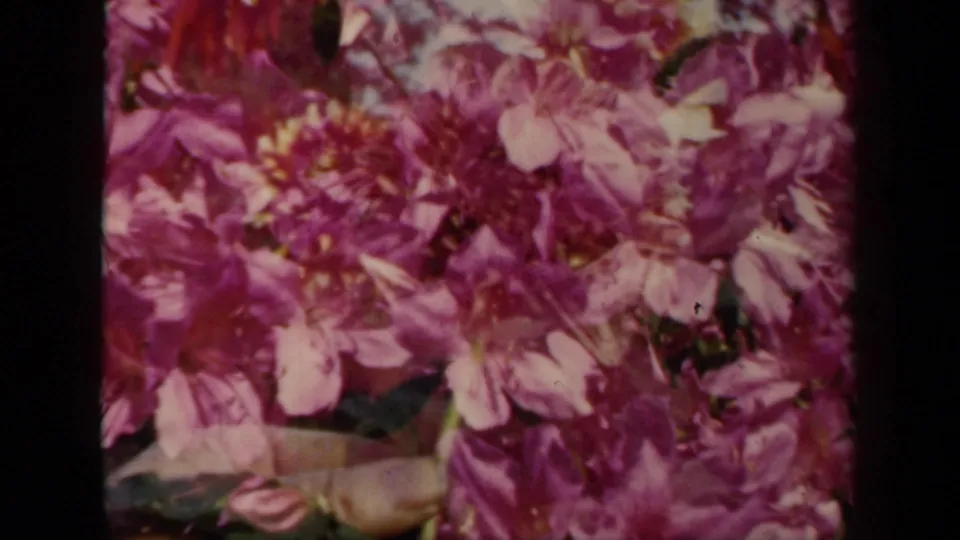 1941 New York home-movie frame of deep purple flowers in soft focus, with layered exposure and dark 8mm frame borders.