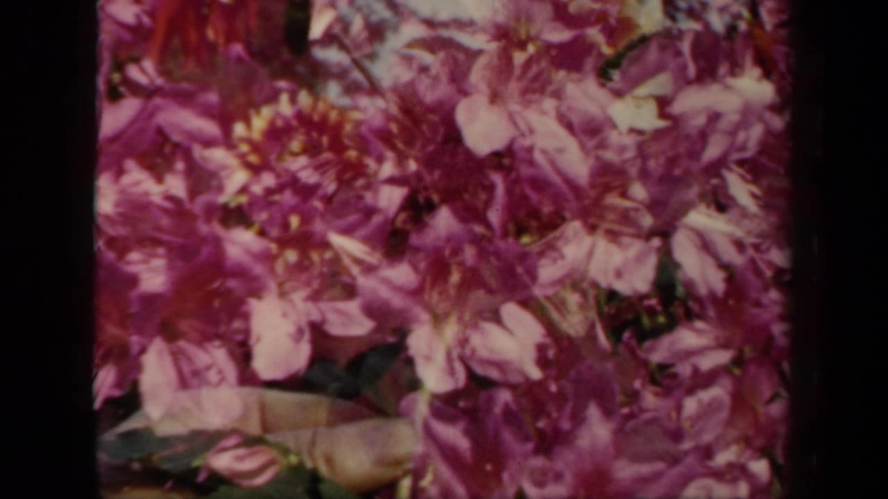 Pink flowers fill the frame with a hand partly visible near the lower edge.