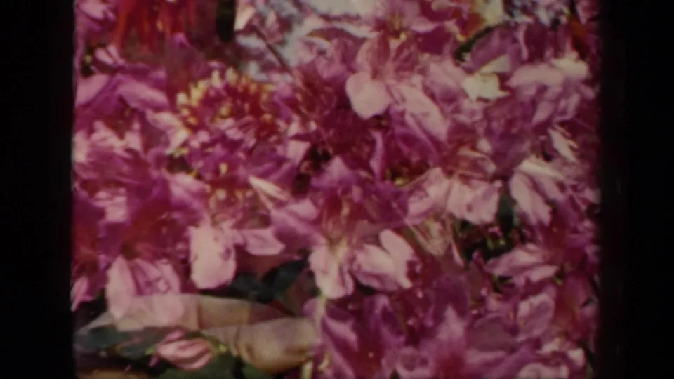 Close 1941 New York 8mm view of pink garden flowers, with a hand partly visible near the lower edge and dark film borders.