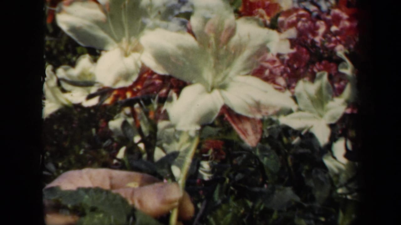 Close 1941 New York 8mm view of a pale white flower among green leaves and pink blooms, with a hand low in the frame.