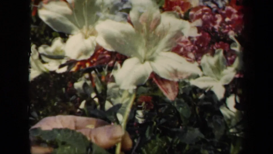 Close 1941 New York 8mm view of a pale white flower among green leaves and pink blooms, with a hand low in the frame.