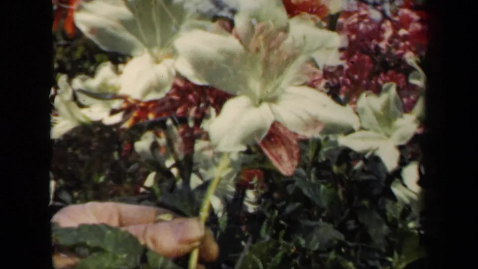 1941 New York home-movie close-up of a white garden flower, green leaves, and a hand touching or holding the plant near the lower left.