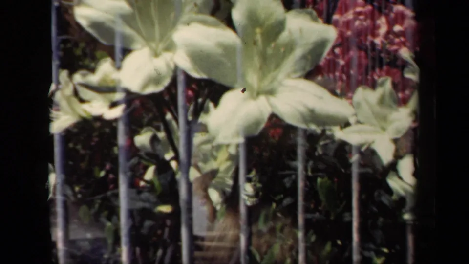 1941 New York 8mm frame of pale garden flowers and foliage seen behind vertical metal bars in the foreground.