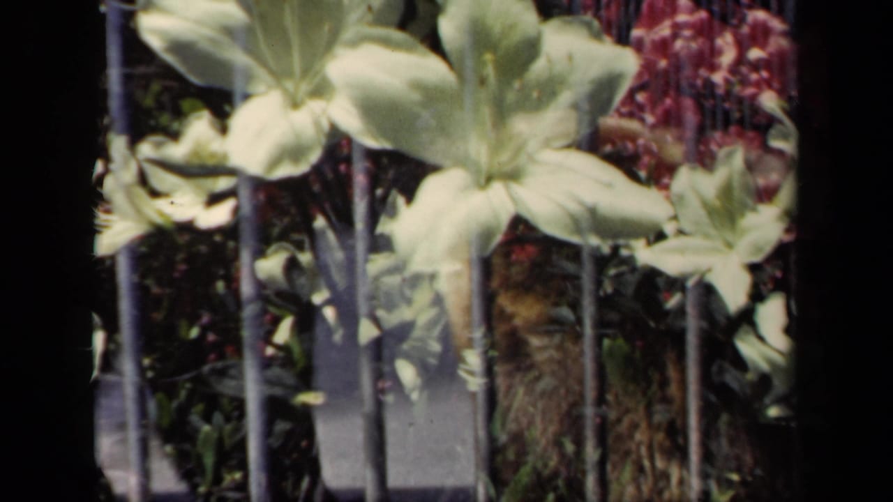 1941 New York 8mm frame showing pale white lilies and dark garden foliage through vertical metal bars.