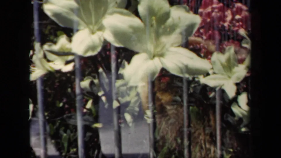 1941 New York 8mm frame showing pale white lilies and dark garden foliage through vertical metal bars.