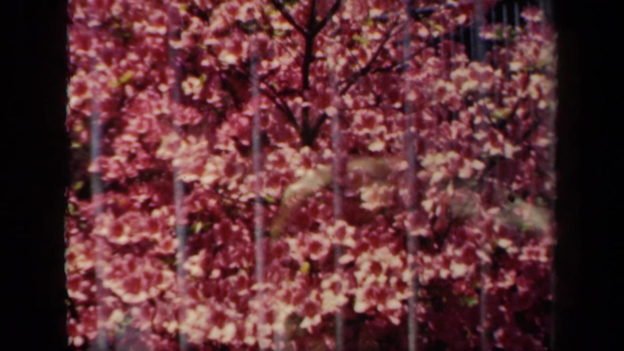 1941 New York 8mm frame with dense pink spring blossoms and branches seen through fence-like bars.