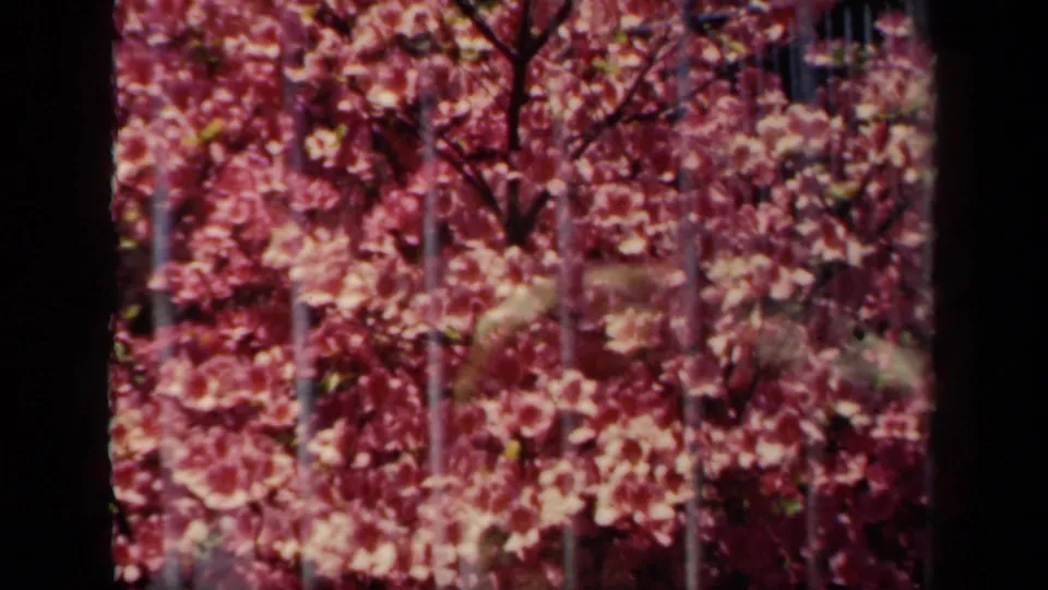 1941 New York 8mm frame with dense pink spring blossoms and branches seen through fence-like bars.