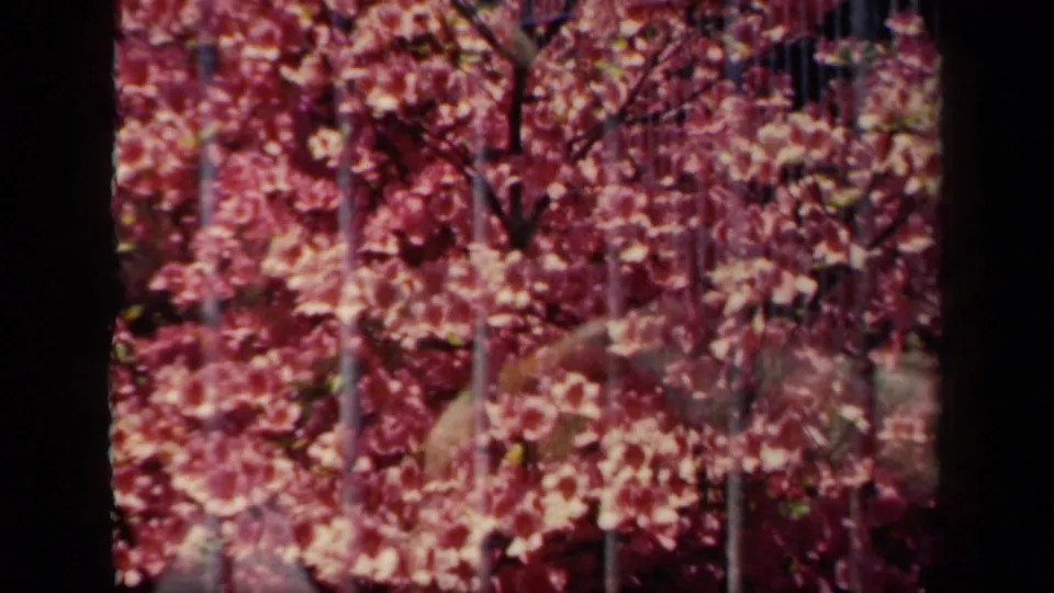 1941 New York 8mm frame showing pink blossoms, faint branches, and metal bars in a garden view.