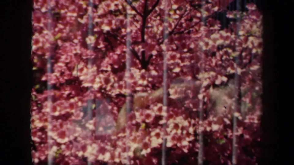 1941 New York 8mm frame of pink spring blossoms, branches, and vertical bars with soft film texture.