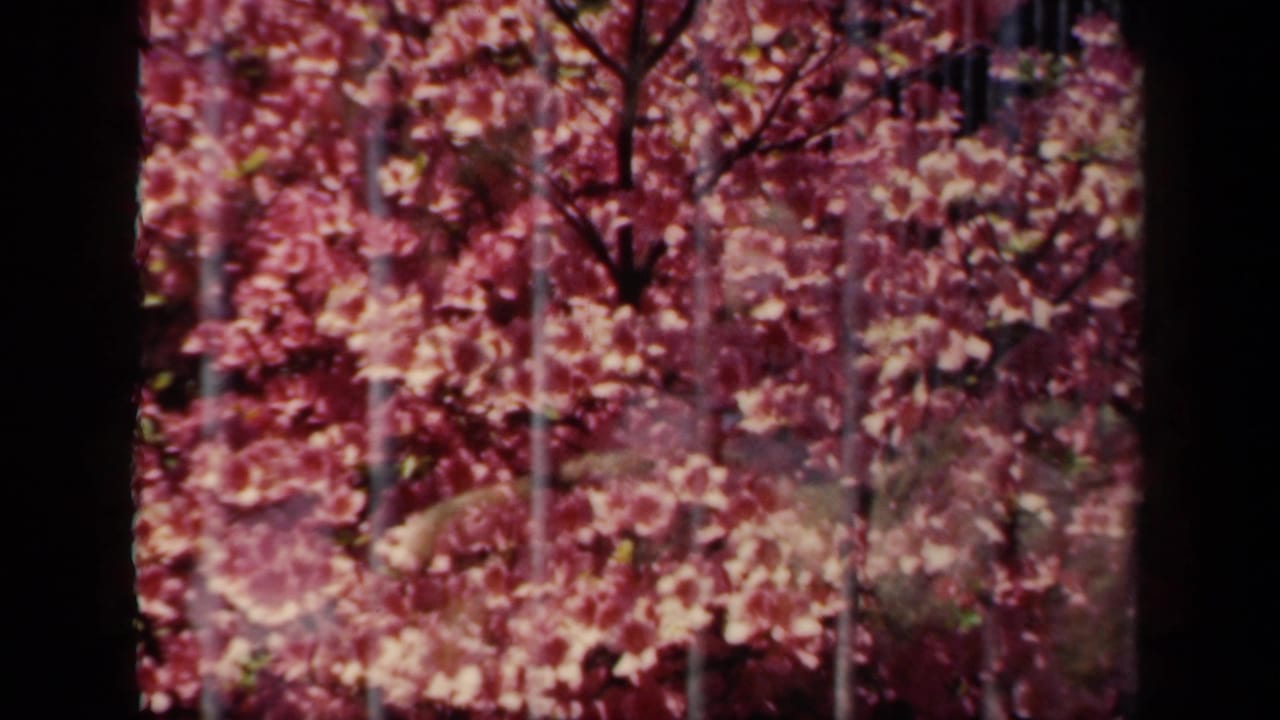 1941 New York 8mm frame showing pink blossoms and dark foreground bars, with a partially obscured enclosure view behind them.