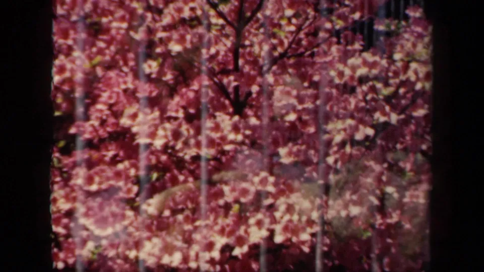 1941 New York 8mm frame showing pink blossoms and dark foreground bars, with a partially obscured enclosure view behind them.