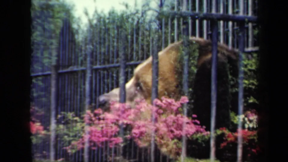 1941 New York 8mm frame with a brown bear partly visible behind tall enclosure bars, surrounded by pink flowers and green planting.