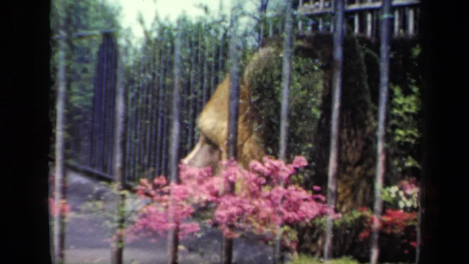1941 New York 8mm frame showing the bear moving within a barred enclosure, with pink shrubs and greenery in the foreground.