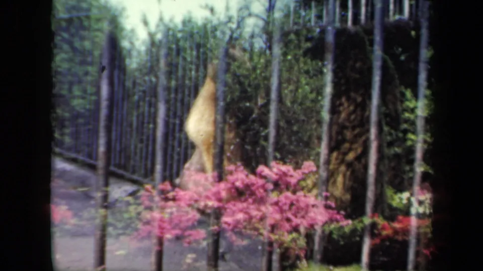1941 New York 8mm frame with the bear partly obscured by cage bars, a tree trunk, pink flowering shrubs, and dense greenery.