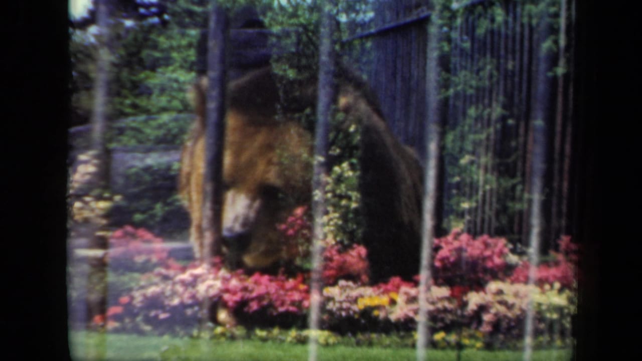 1941 New York 8mm frame of a brown bear seen through black iron fencing beside bright flower beds and greenery.