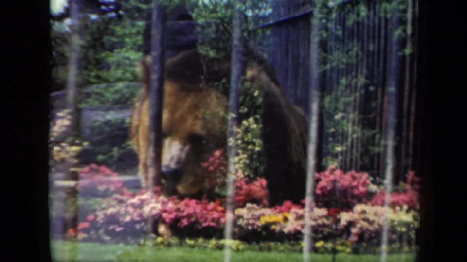 1941 New York 8mm frame of a brown bear seen through black iron fencing beside bright flower beds and greenery.