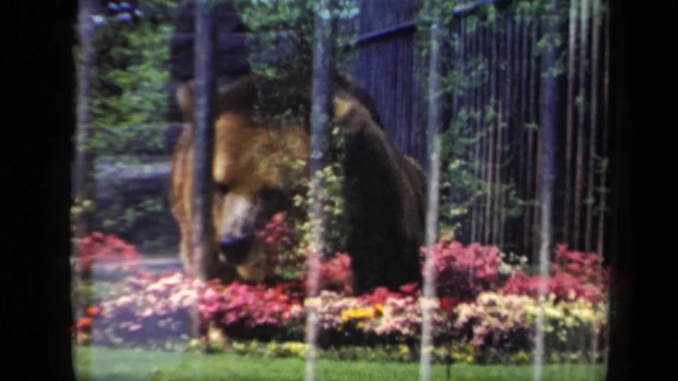 1941 New York zoo view with a brown bear behind wrought iron bars, framed by flowering beds and foliage.