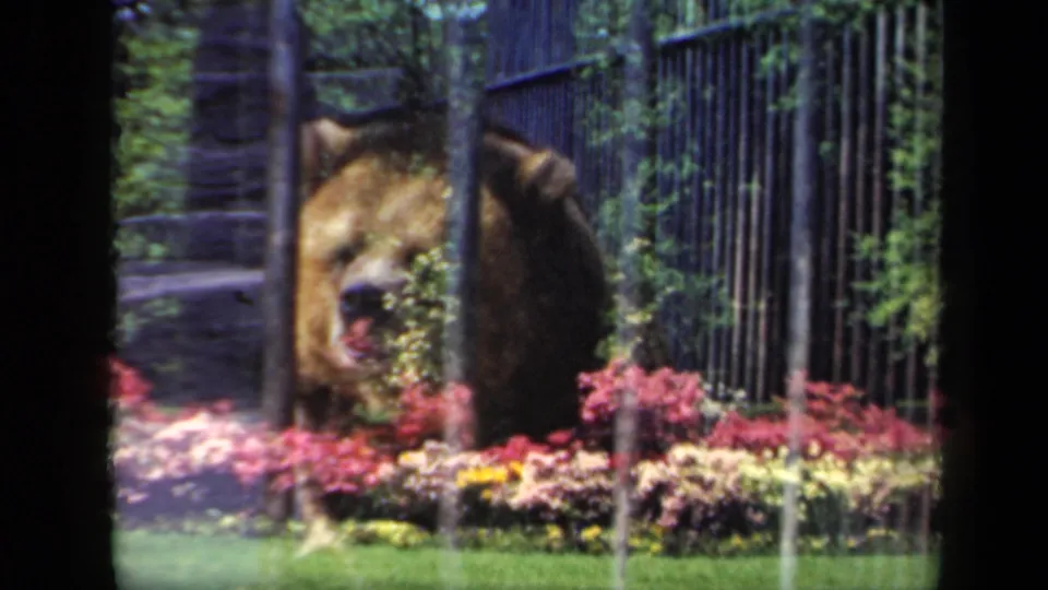 1941 New York home-movie frame of a bear facing the camera through iron bars with bright planted flowers below.