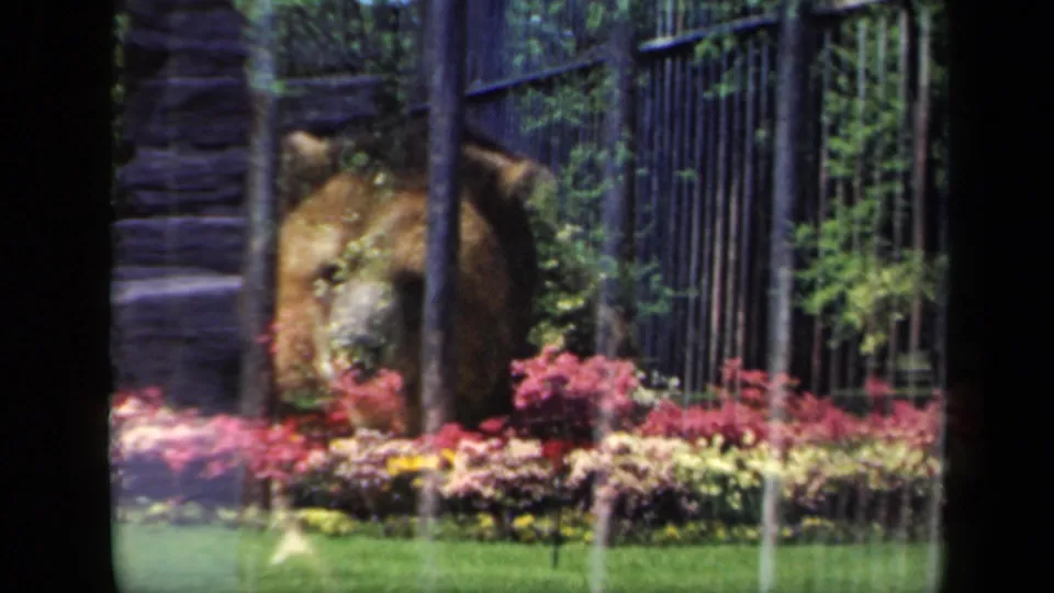 1941 New York zoo frame showing the bear partly turned behind black iron fencing and colorful flower beds.