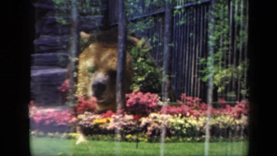 1941 New York zoo footage appears to show a brown bear behind vertical bars beyond colorful flower beds and lawn.