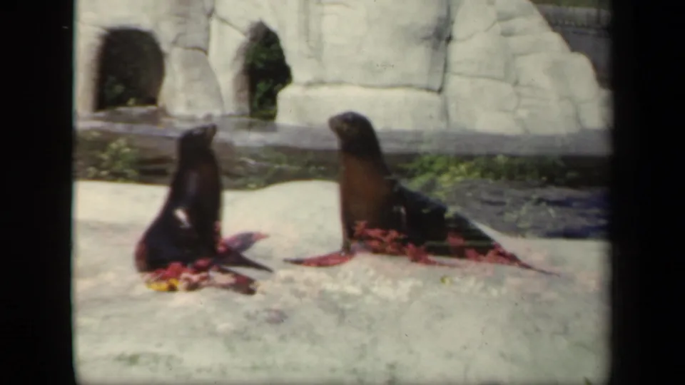 Two seals rest upright on a zoo platform near a pool, with a light-colored artificial rock wall and cave openings behind them.
