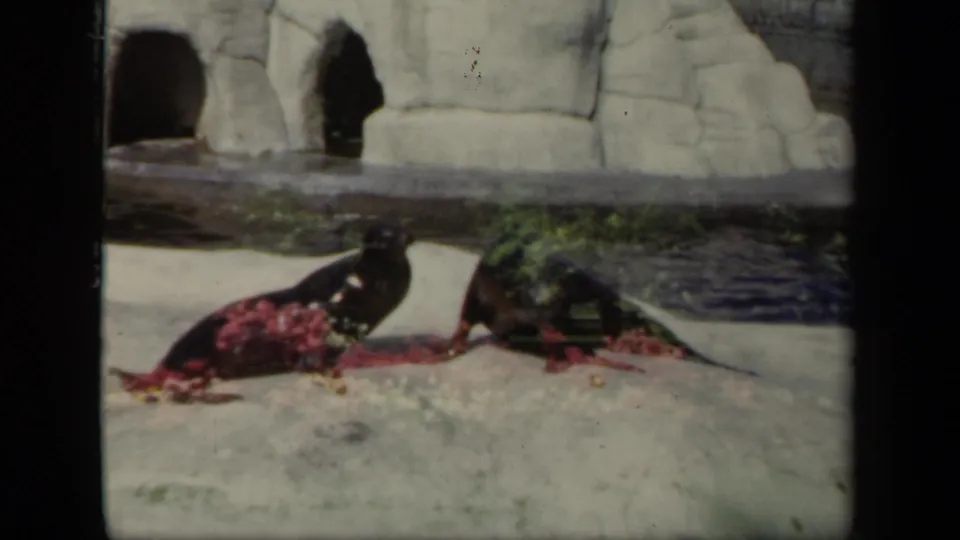 The seal enclosure shows two seals stretched near the pool edge, backed by pale artificial rockwork and dark cave openings.