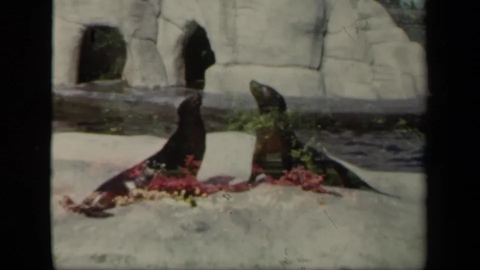 Two seals rest on a sunlit rock surface in a New York zoo exhibit, supported by 1941 home-movie metadata.