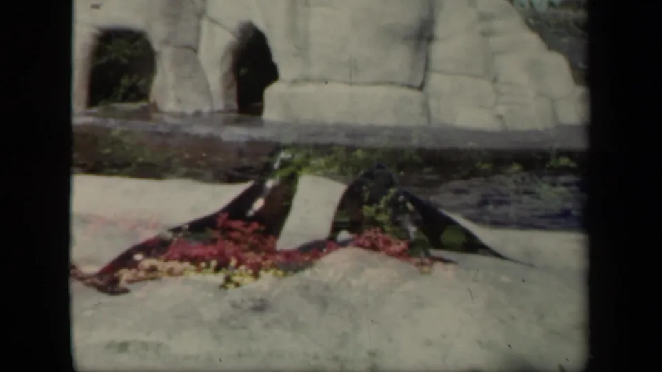 Two seals shift toward each other on a sunlit rock ledge in the zoo setting identified by the 1941 New York metadata.
