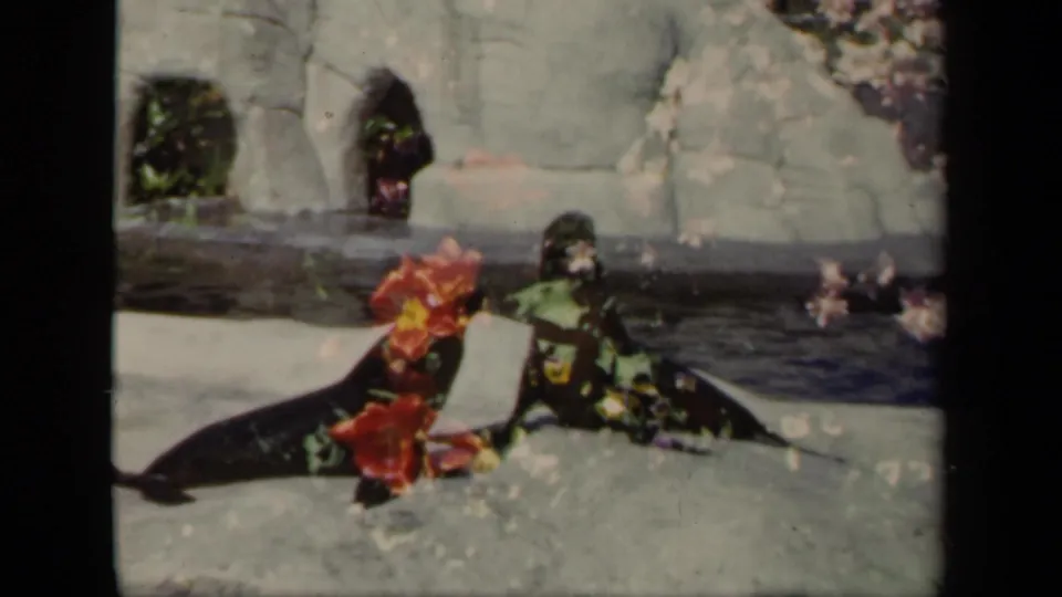 Two seals rest and turn on a pale rock ledge in a New York zoo enclosure, filmed in 1941 on 8mm home-movie stock.