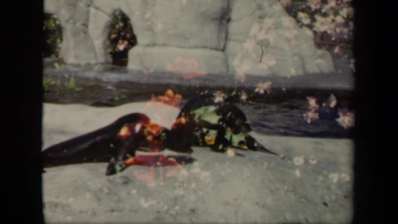 Two seals lie close on the pale platform near water, with faux rockwork behind them in the 1941 New York home-movie footage.