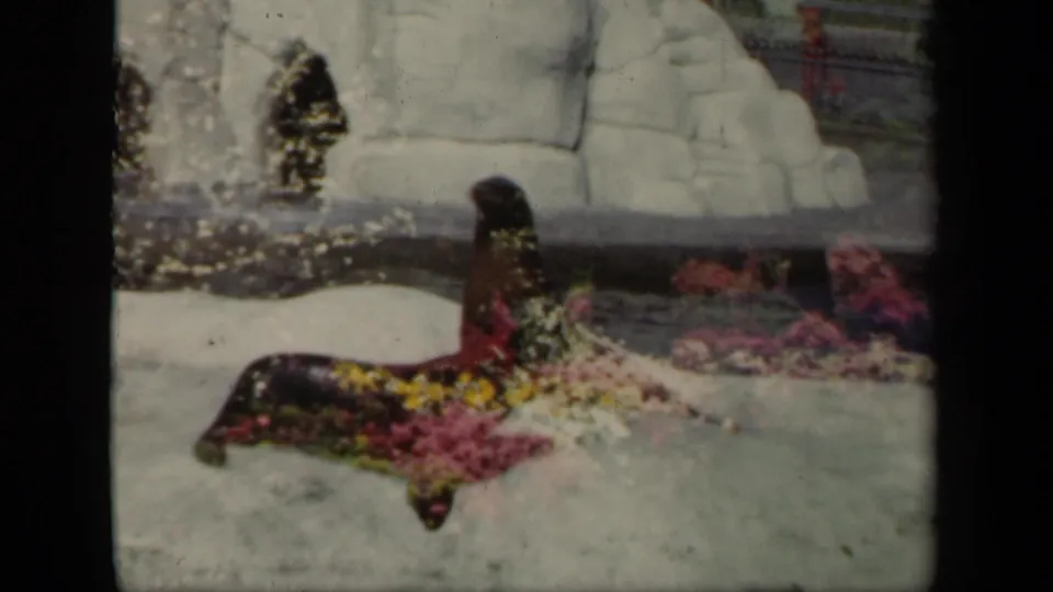 A seal sits upright on the rock platform, with water, pale rockwork, and bright flowers visible in the New York zoo scene.