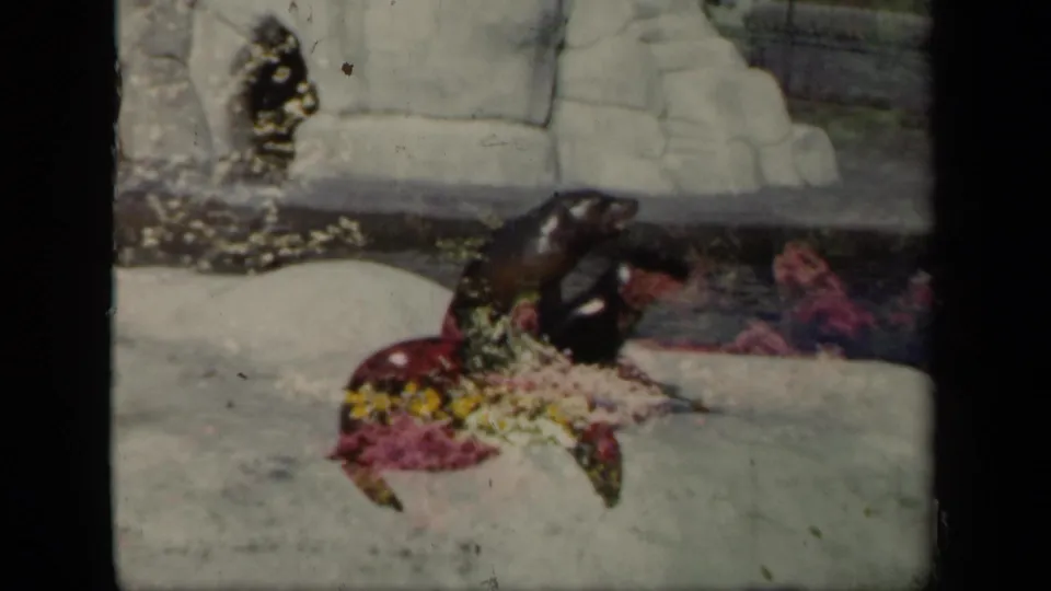 Two seals are visible on the rock ledge, one upright and one lower, against water and pale zoo rockwork in the 1941 footage.