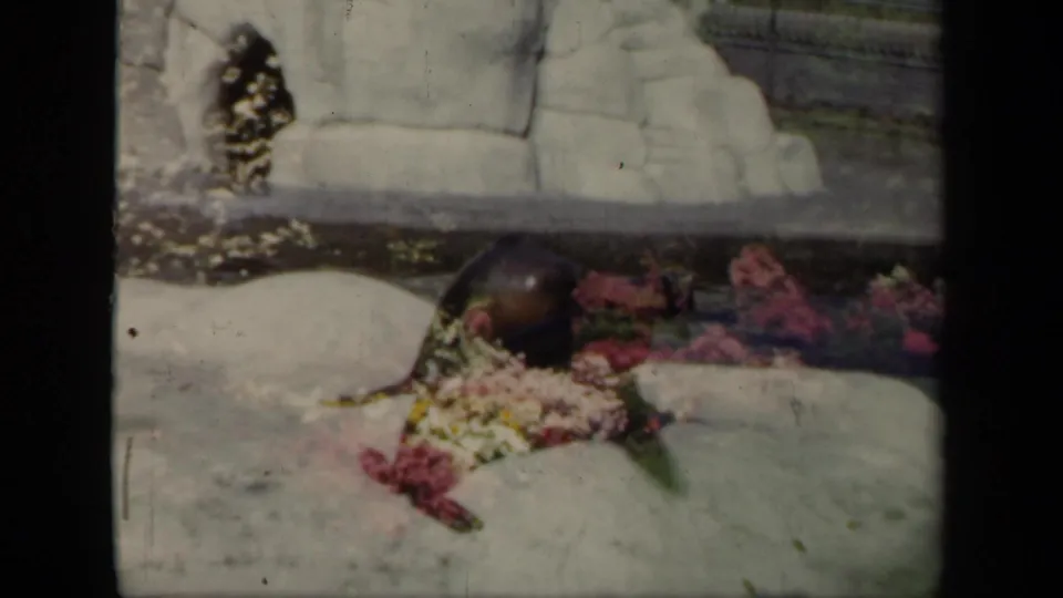1941 New York 8mm frame showing a sea lion lying on pale rocks near water and colorful floral plantings.