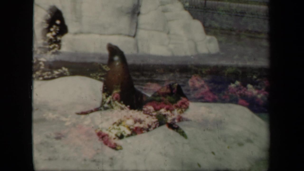 1941 New York home-movie frame with a sea lion upright beside bright flower beds and pale artificial rocks.
