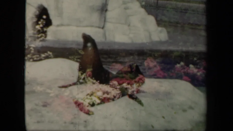 1941 New York home-movie frame with a sea lion upright beside bright flower beds and pale artificial rocks.