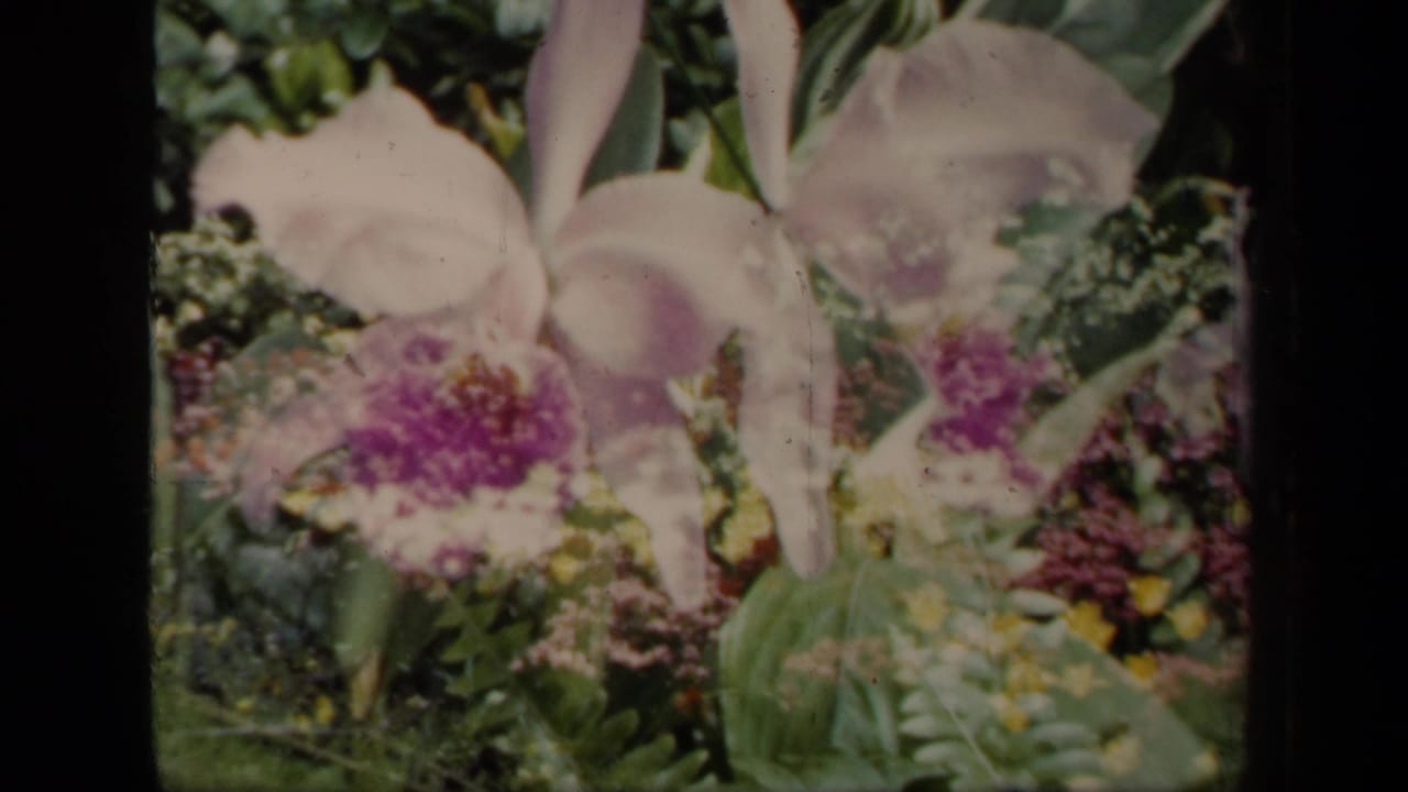Close view of pale orchids and leafy greenery with dark scan borders.