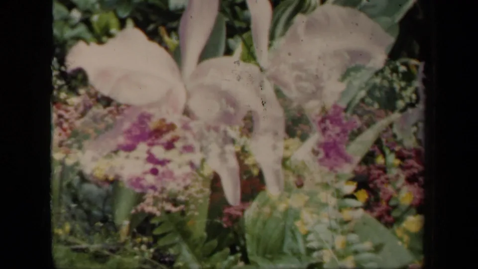 1941 home-movie still of orchid blossoms partly overlapping foliage, with faded color and visible 8mm grain.