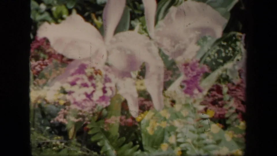 Final 1941 New York 8mm frame holding on pale orchids in a lush garden display with visible scan borders and muted color.