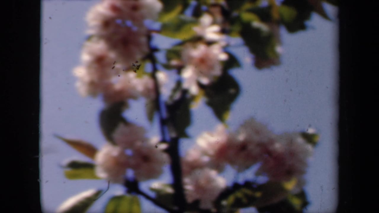 Soft-focus pale blossoms and green leaves against a bright blue sky.