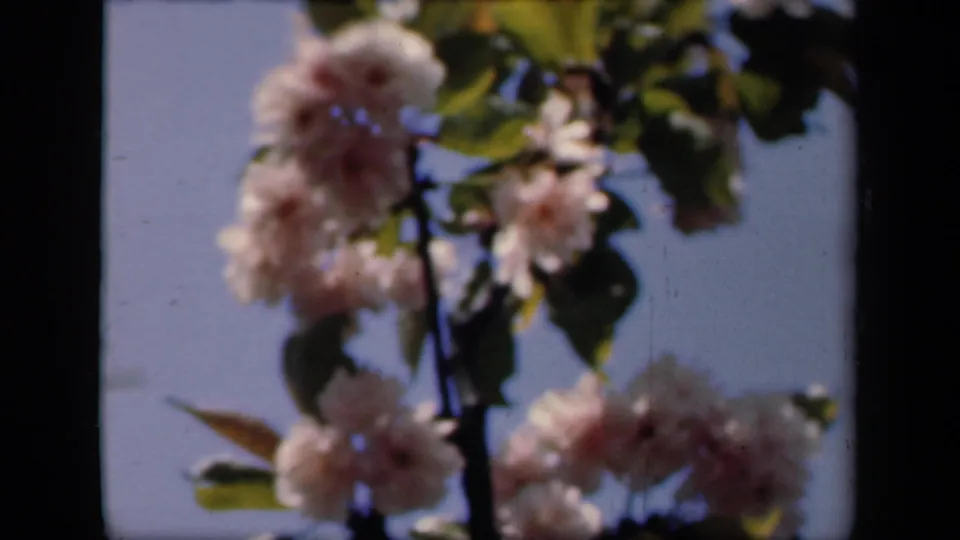 Close 8mm frame of blooming pale flowers and leaves against blue sky, with the handheld focus drifting across the branch.