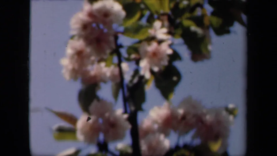 Final 1941 New York 8mm frame holding on pale blossom clusters and leaves, with soft focus and visible film wear.