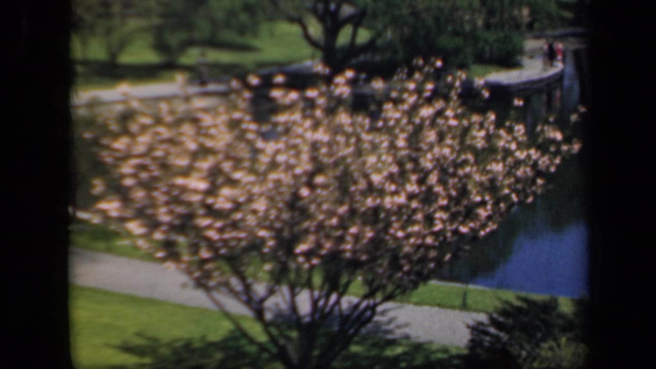 Blooming tree beside a pond and curved walkway.