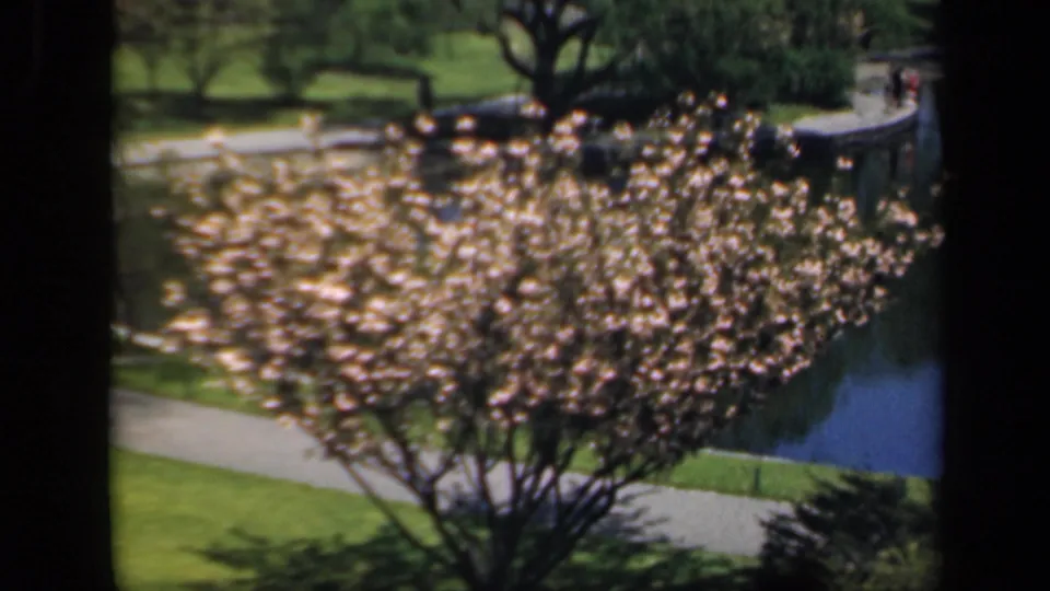 A flowering tree stands beside water and a curving path where distant people walk through the garden setting.