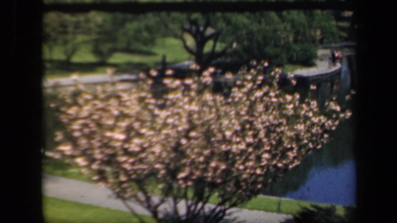 Flowering tree beside a path and pond in a landscaped garden.