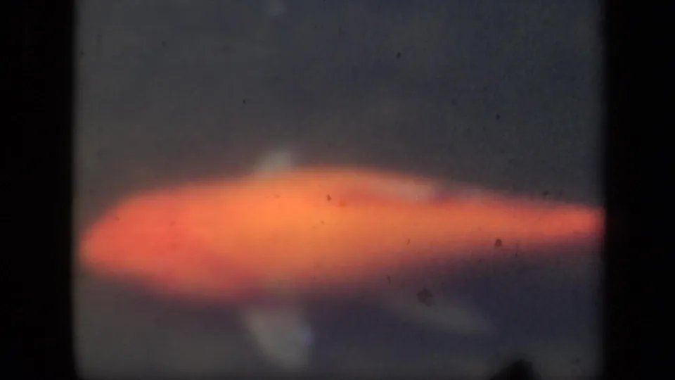 Soft 8mm close-up of an orange koi fish in dark pond water beneath a partial view of the landscaped New York garden.