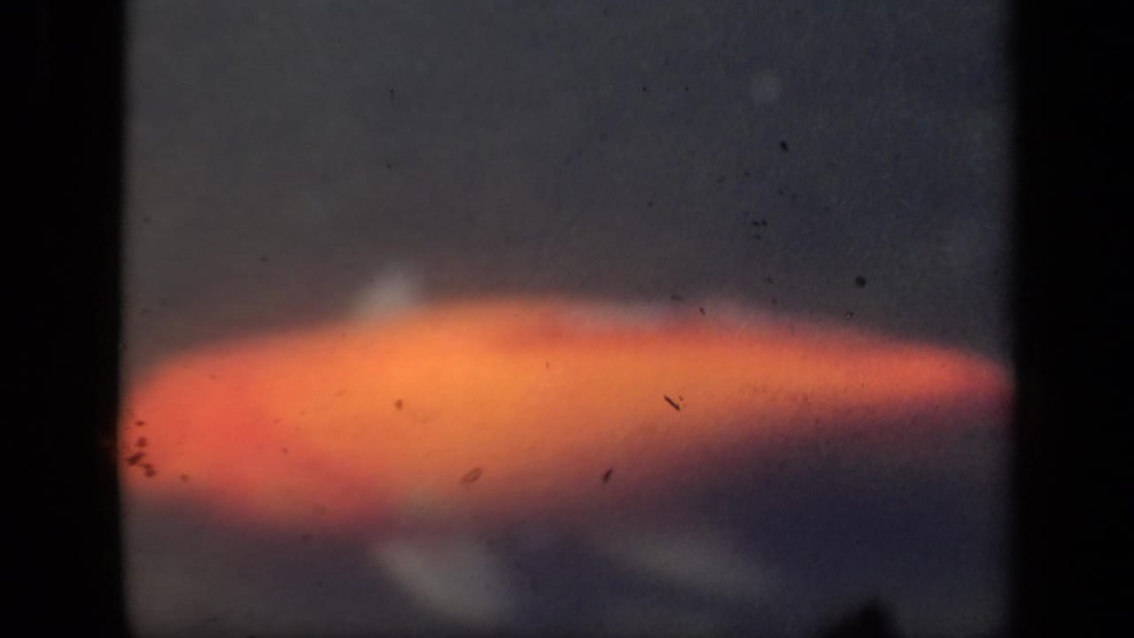 1941 New York 8mm frame showing a soft orange-gold fish form gliding through dark water with visible film edges and dust.