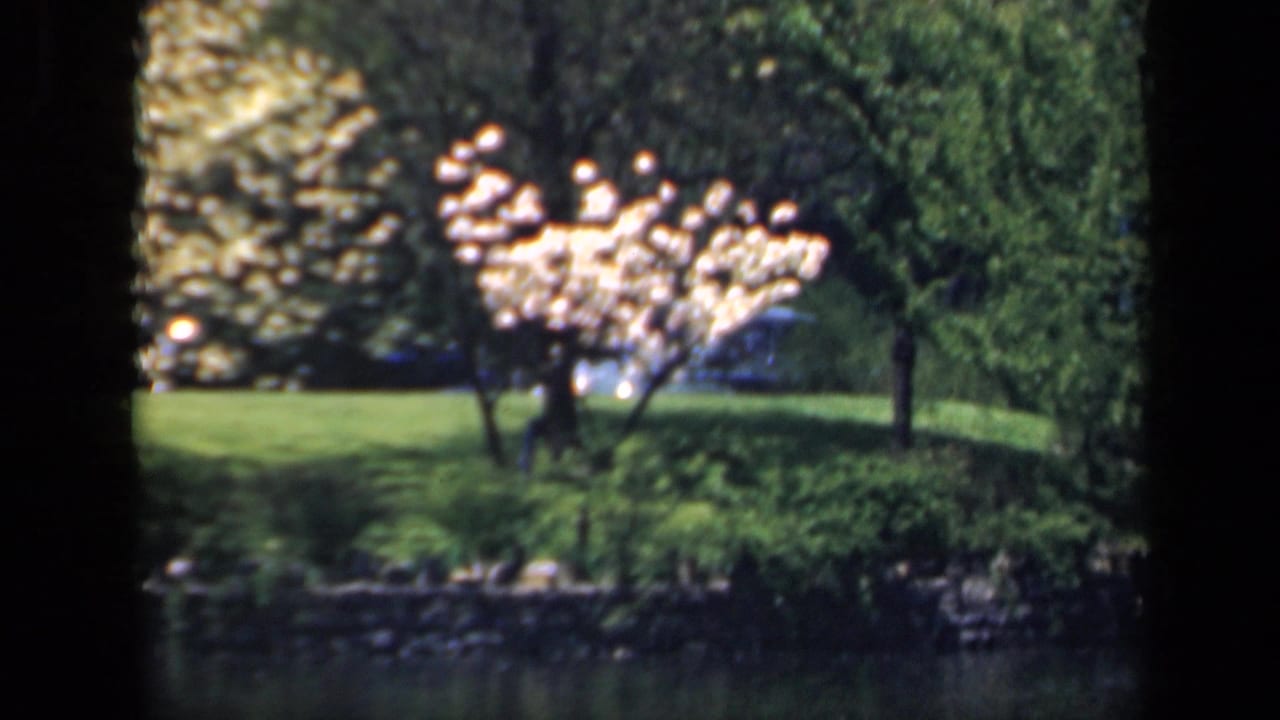 Blooming tree and green lawn beside water, seen through dark film borders.