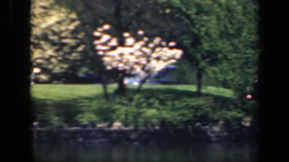Soft 1941 New York 8mm view of a blooming tree across water, with green lawn, shrubs, and dense background foliage.